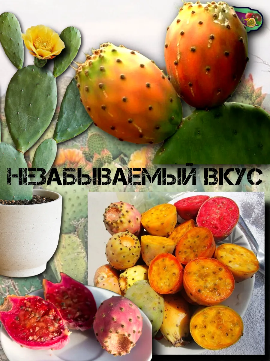  Семена 'Опунция инжирная' 5 шт.