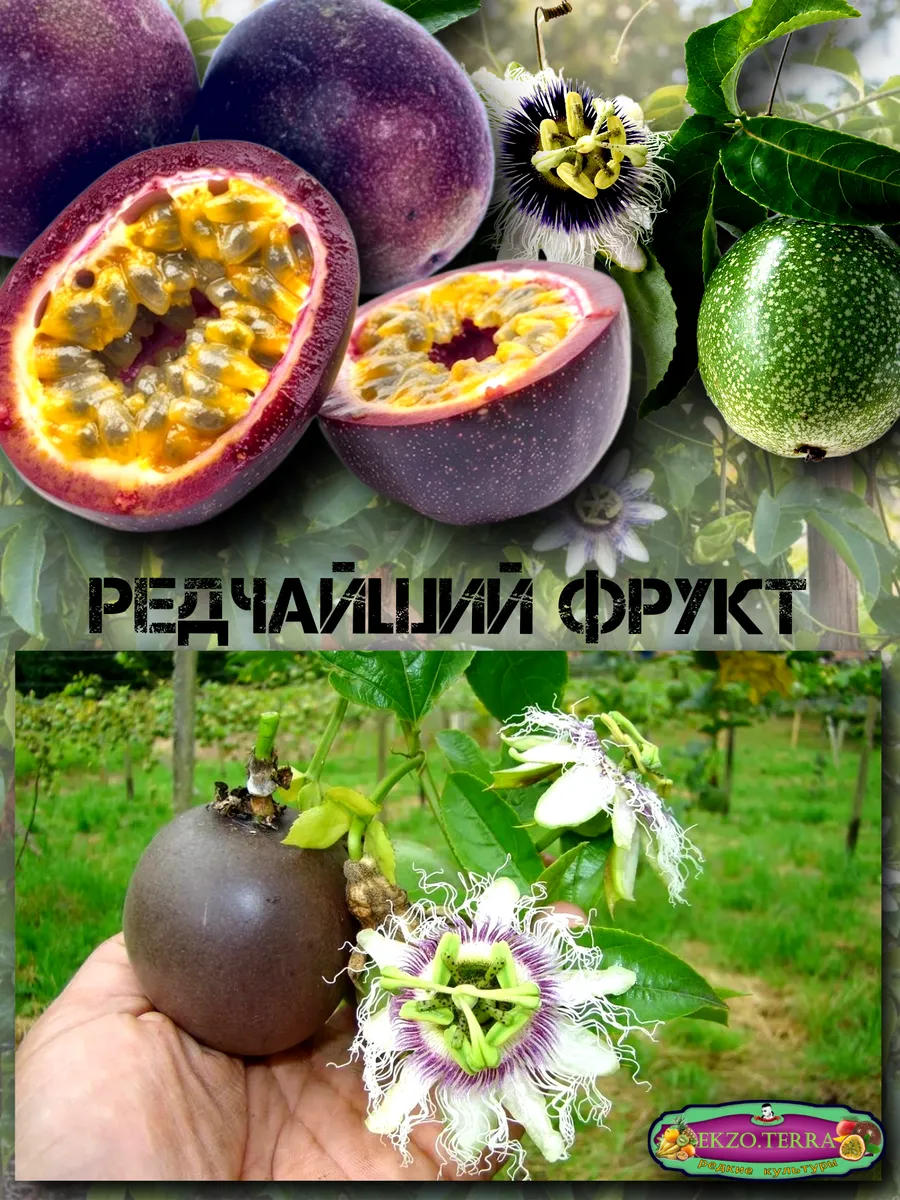  Семена Маракуйя Эдулис 'Edulis' 5 шт.