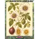  Семена Маракуйя Эдулис 'Edulis' 5 шт.