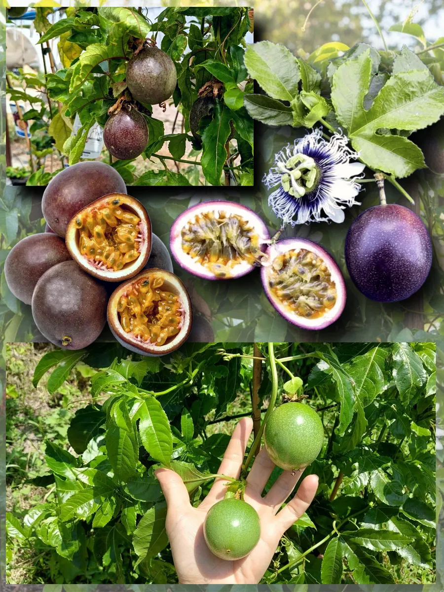  Семена Маракуйя Эдулис 'Edulis' 5 шт.