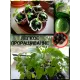  Семена Маракуйя Эдулис 'Edulis' 5 шт.