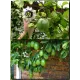  Семена Маракуйя Эдулис 'Edulis' 5 шт.