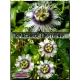  Семена Маракуйя Эдулис 'Edulis' 5 шт.