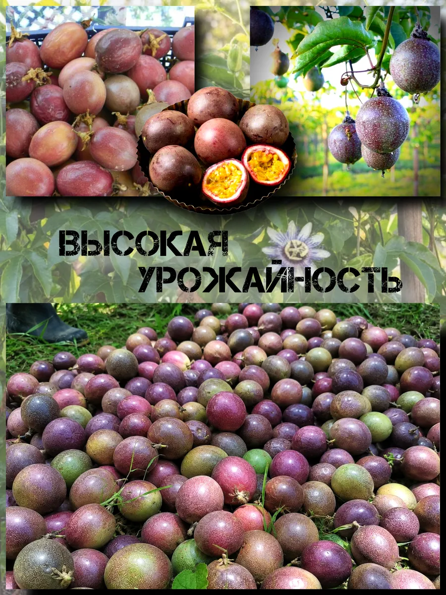  Семена Маракуйя Эдулис 'Edulis' 5 шт.