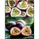  Семена Маракуйя Эдулис 'Edulis' 5 шт.