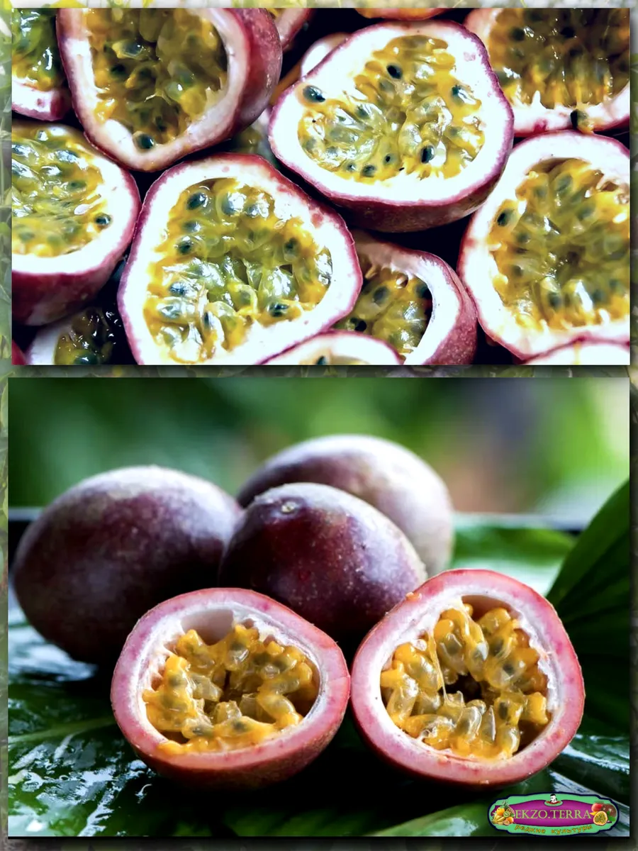  Семена Маракуйя Эдулис 'Edulis' 5 шт.