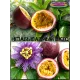  Семена Маракуйя Эдулис 'Edulis' 5 шт.