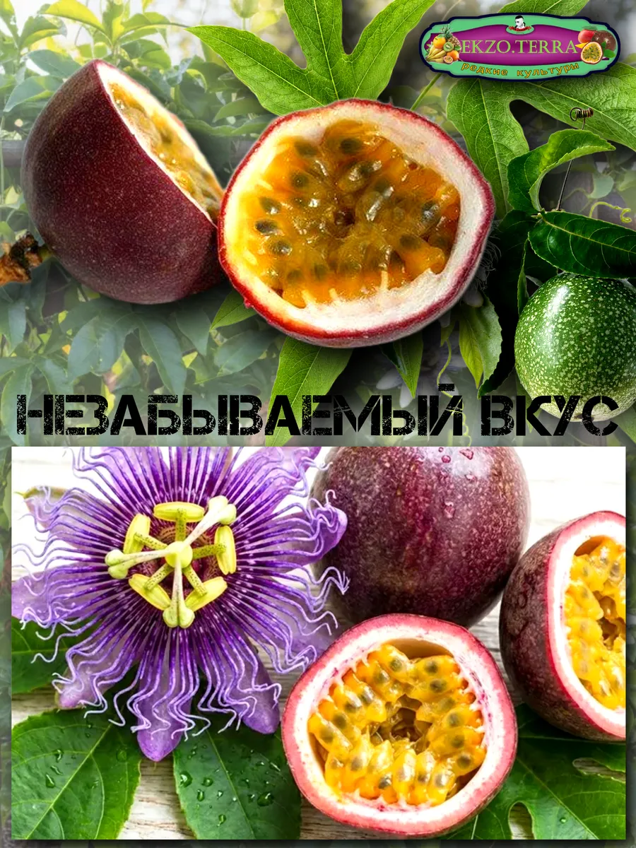 Семена Маракуйя Эдулис 'Edulis' 5 шт.