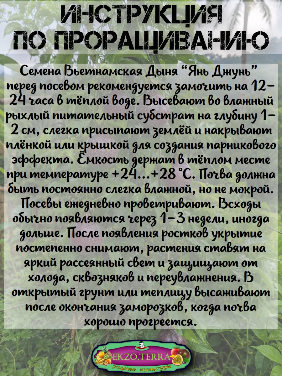  Семена Вьетнамская Дыня 'Янь Джунь' 5 шт.