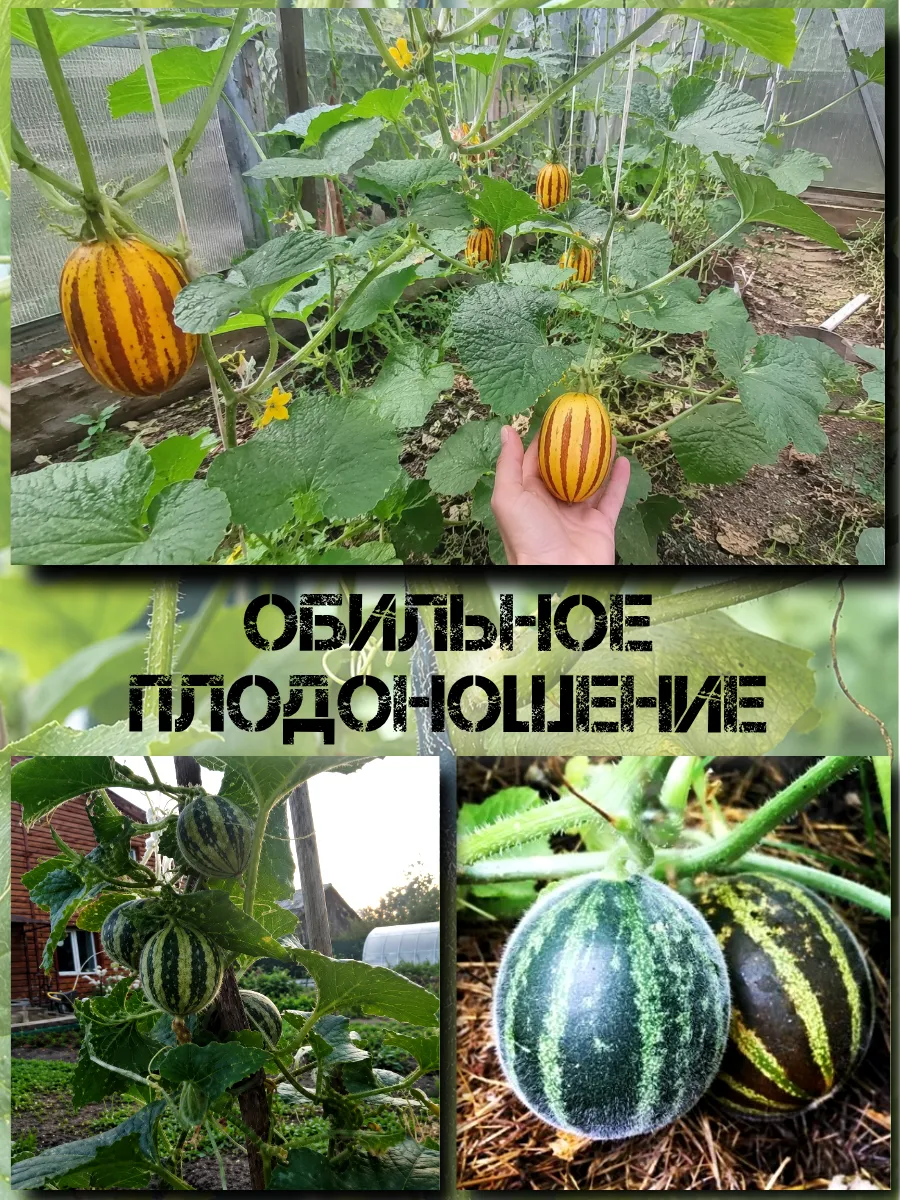  Семена Вьетнамская Дыня 'Янь Джунь' 5 шт.