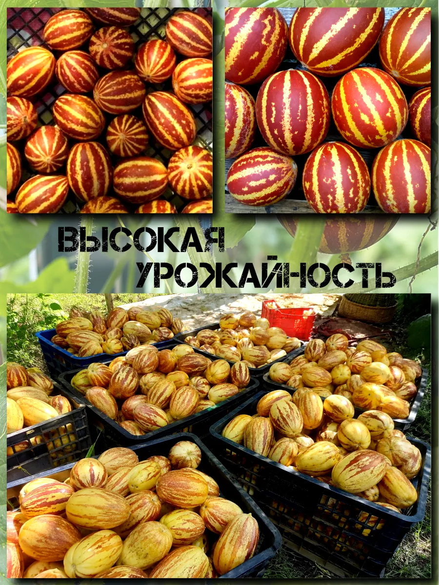  Семена Вьетнамская Дыня 'Янь Джунь' 5 шт.