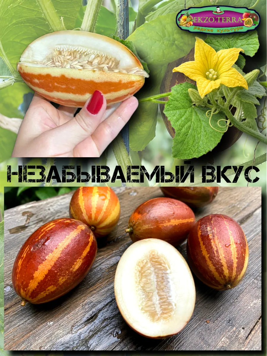  Семена Вьетнамская Дыня 'Янь Джунь' 5 шт.