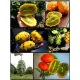  Семена Кивано 'Зеленый Дракон' 5 шт.