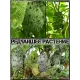  Семена Кивано 'Зеленый Дракон' 5 шт.