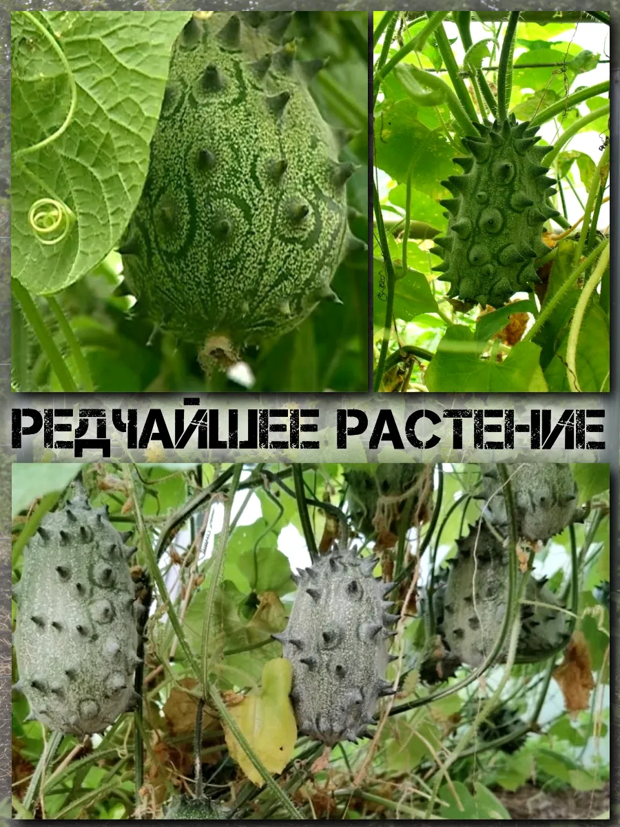  Семена Кивано 'Зеленый Дракон' 5 шт.