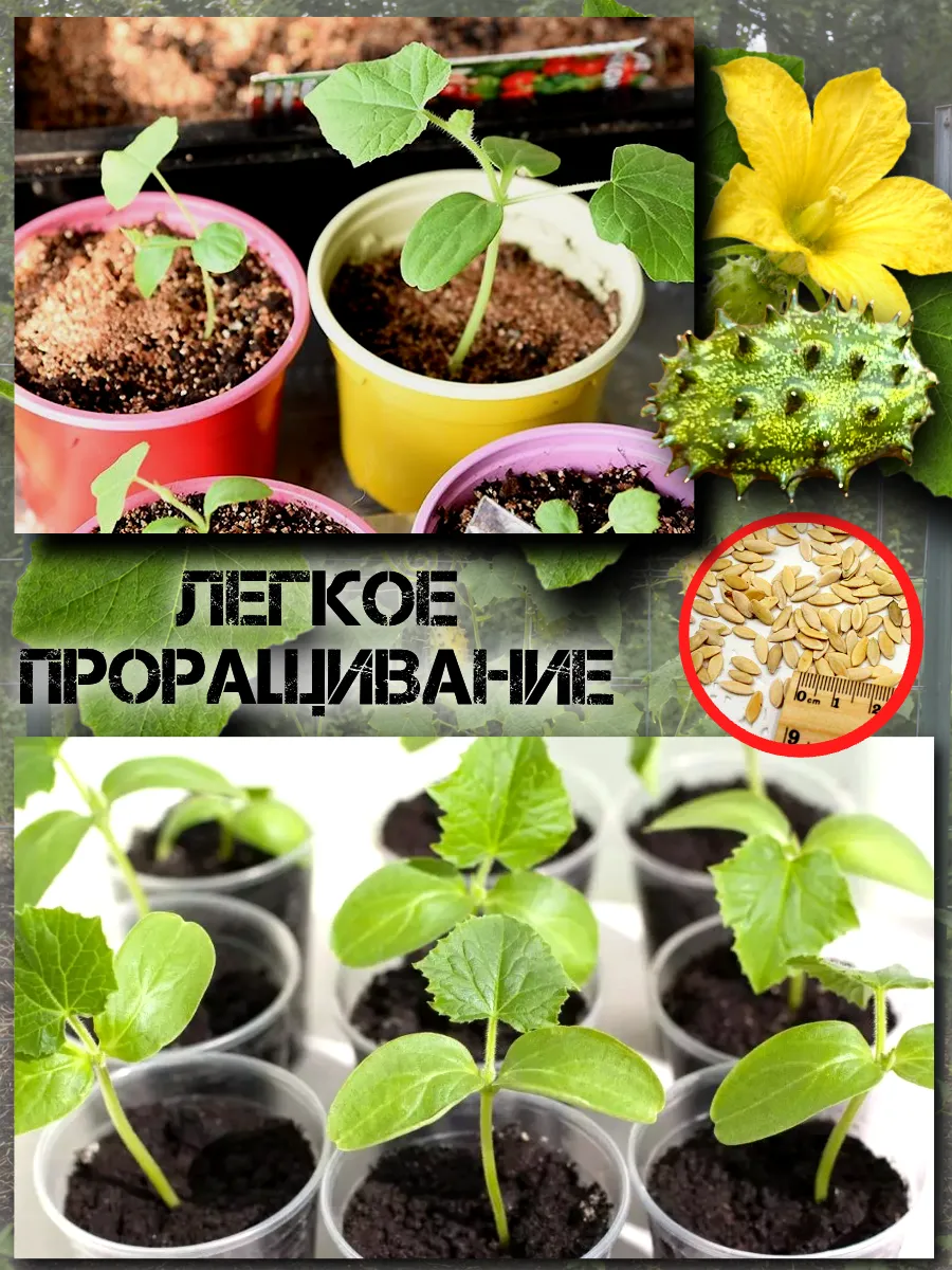  Семена Кивано 'Зеленый Дракон' 5 шт.