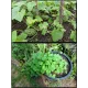  Семена Кивано 'Зеленый Дракон' 5 шт.