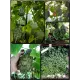  Семена Кивано 'Зеленый Дракон' 5 шт.