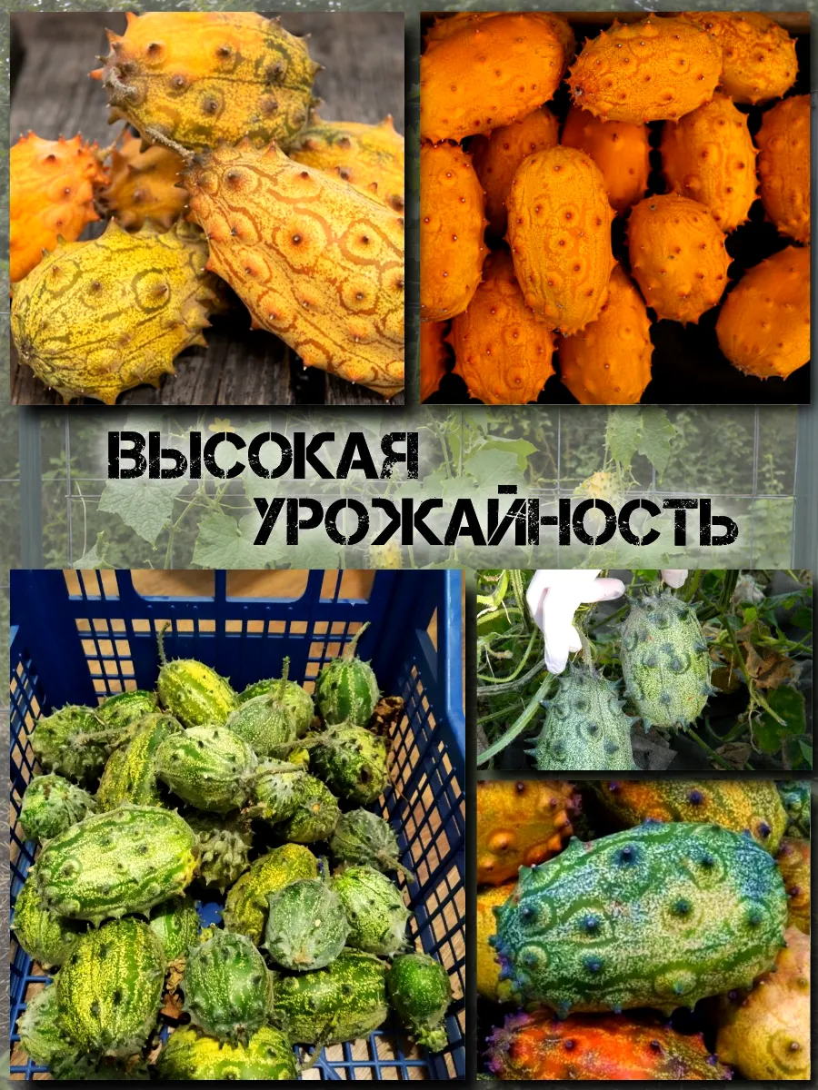  Семена Кивано 'Зеленый Дракон' 5 шт.