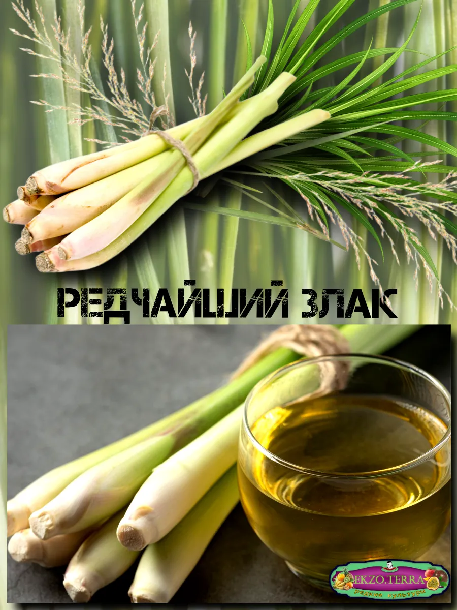  Семена Лемонграсс 5 шт.