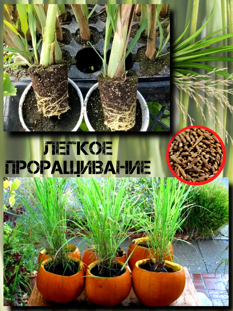  Семена Лемонграсс 5 шт.