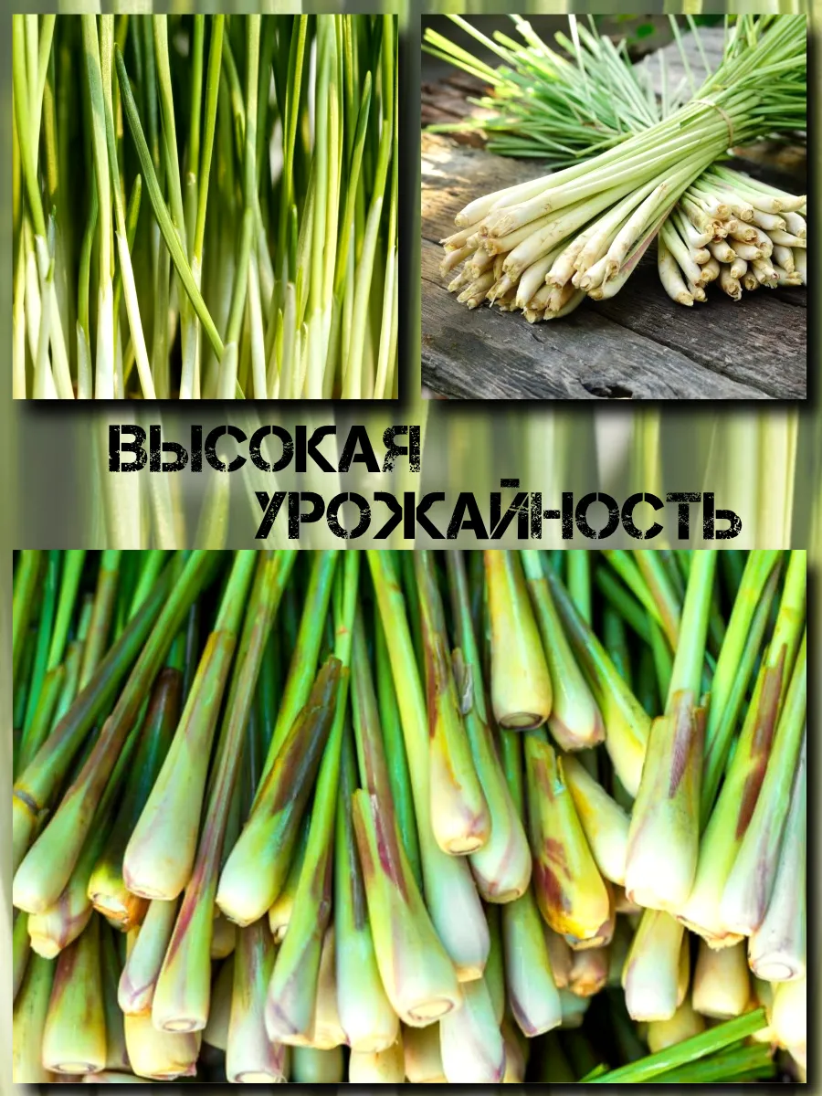  Семена Лемонграсс 5 шт.