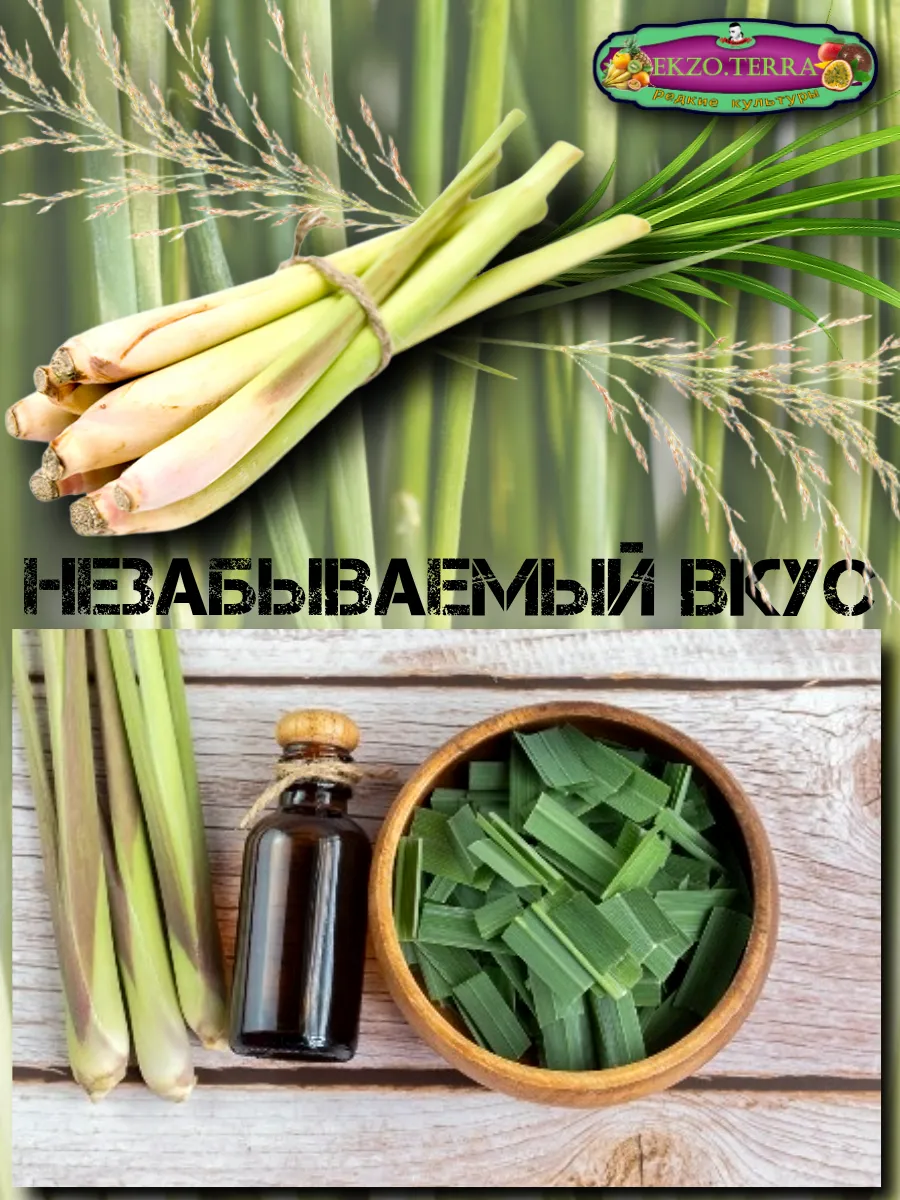  Семена Лемонграсс 5 шт.