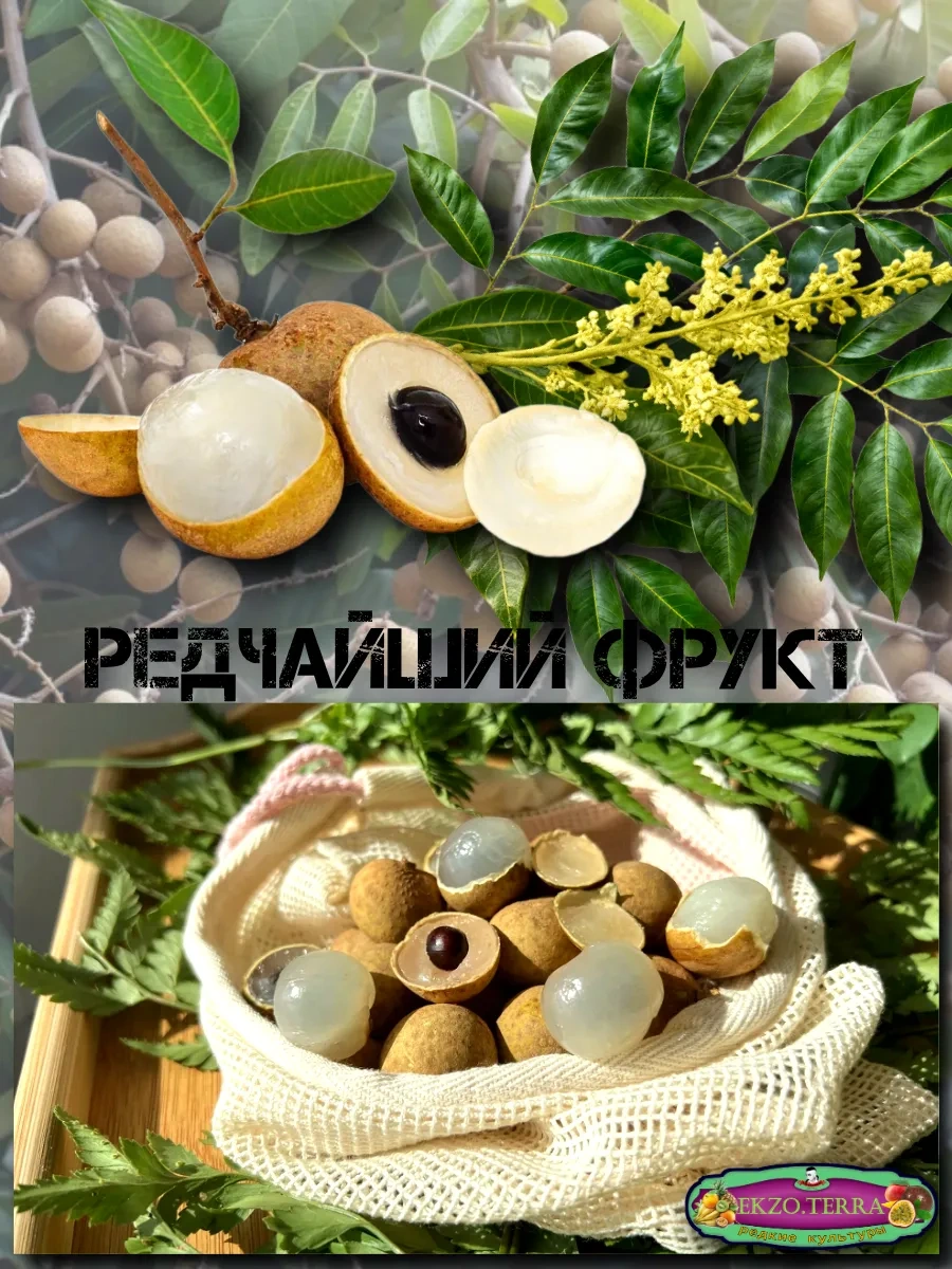  Семена Лонган (Глаз дракона) 3 шт.