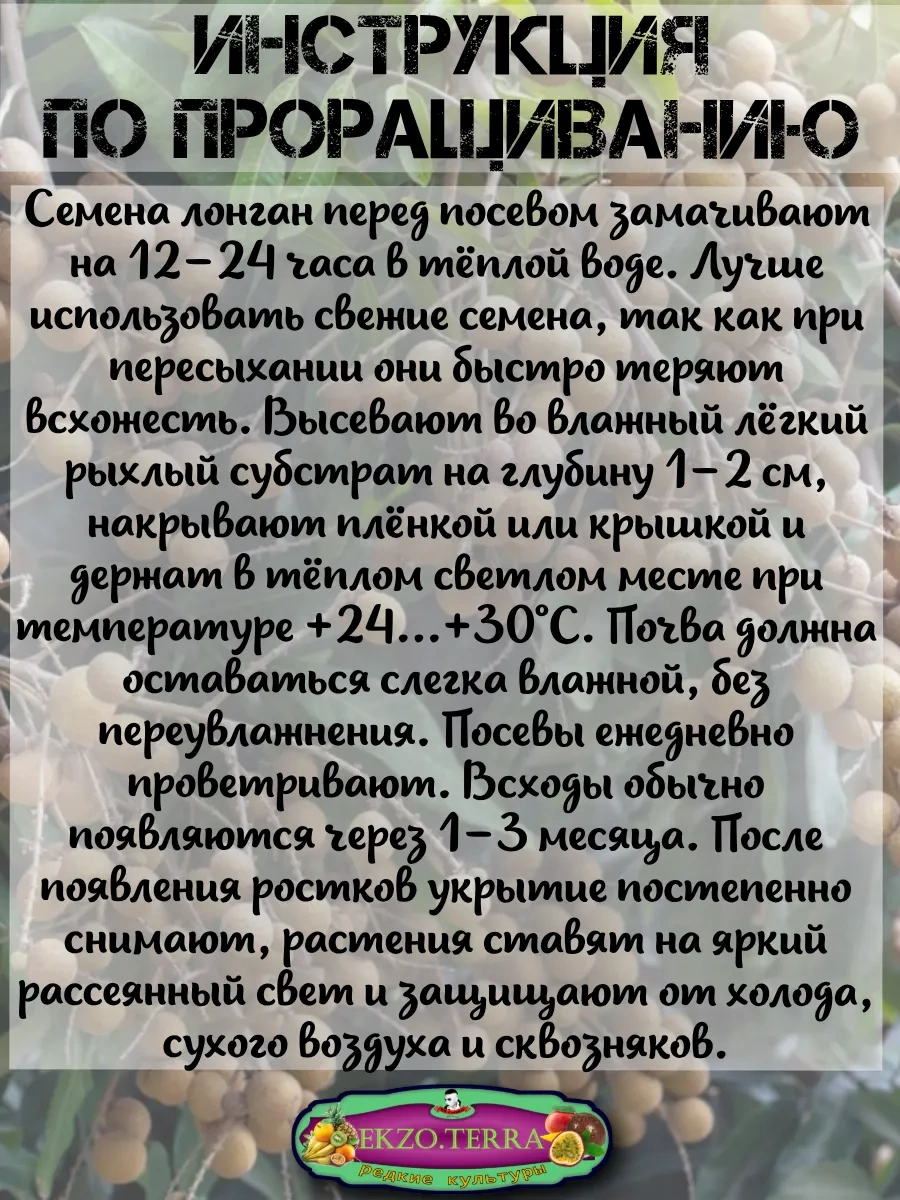  Семена Лонган (Глаз дракона) 3 шт.