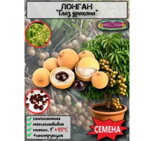  Семена Лонган (Глаз дракона) 3 шт.