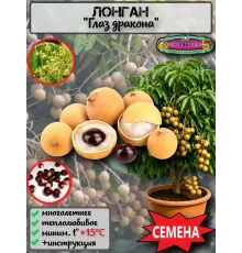  Семена Лонган (Глаз дракона) 3 шт.