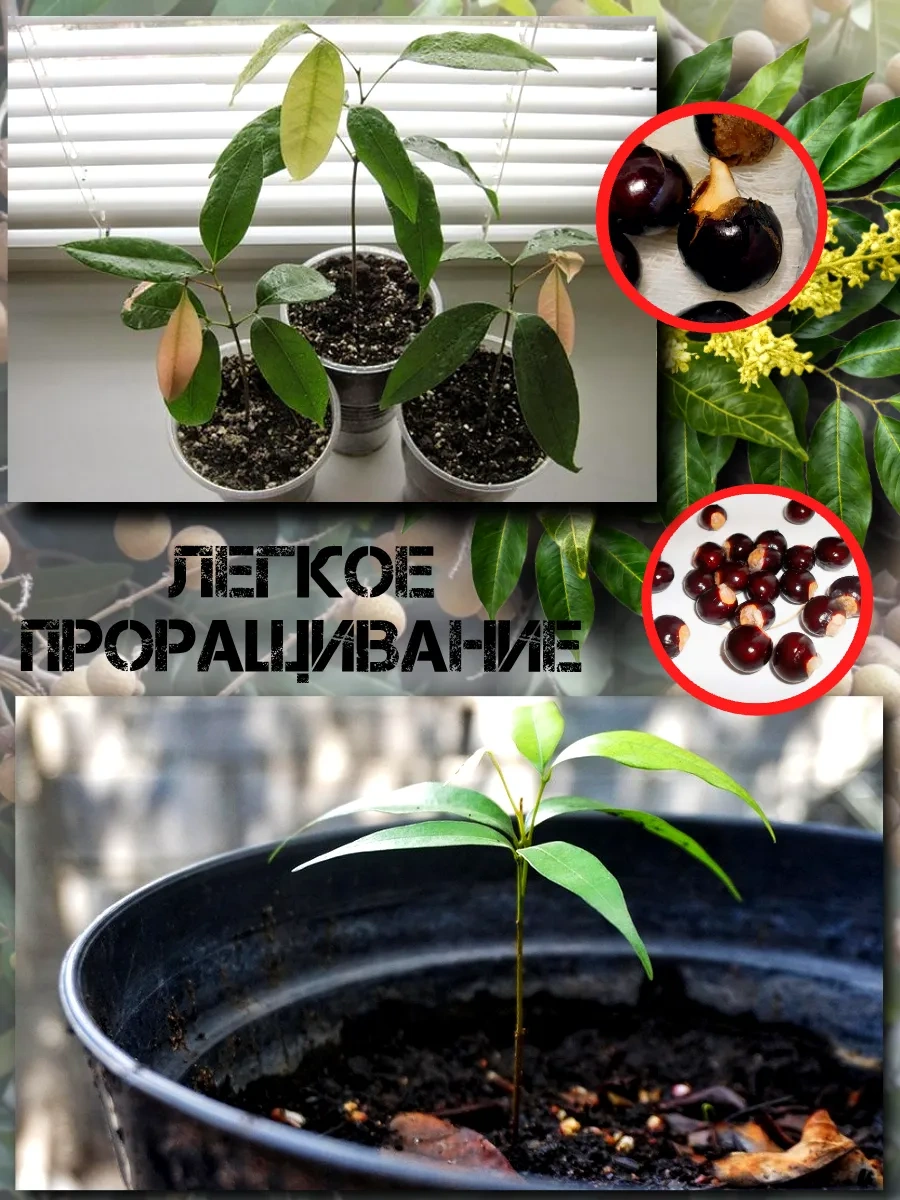  Семена Лонган (Глаз дракона) 3 шт.