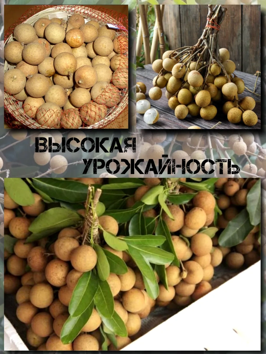  Семена Лонган (Глаз дракона) 3 шт.