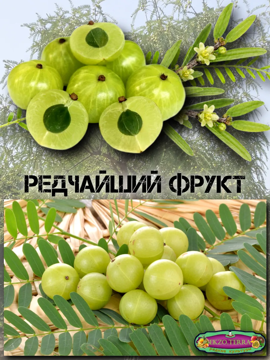  Семена Эмблика, Индийский Крыжовник 1 шт.