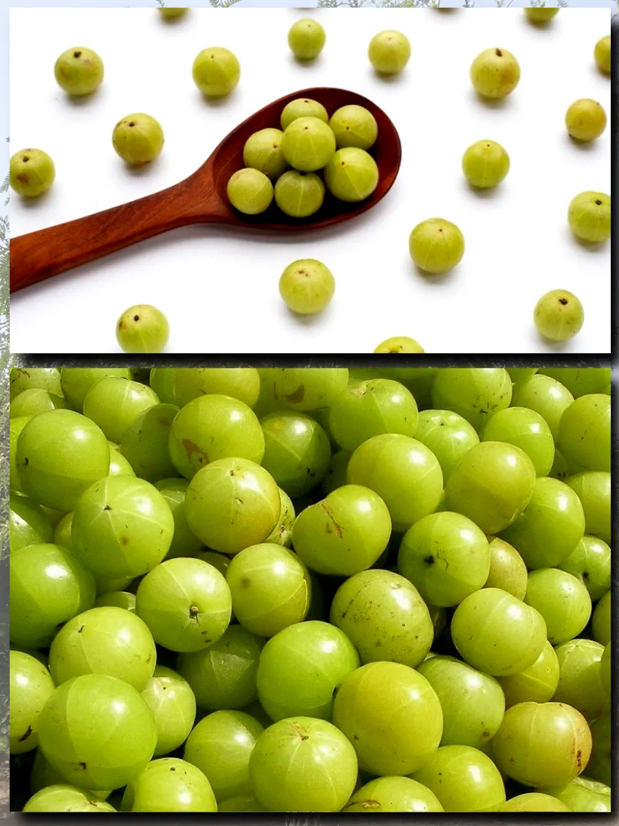  Семена Эмблика, Индийский Крыжовник 1 шт.
