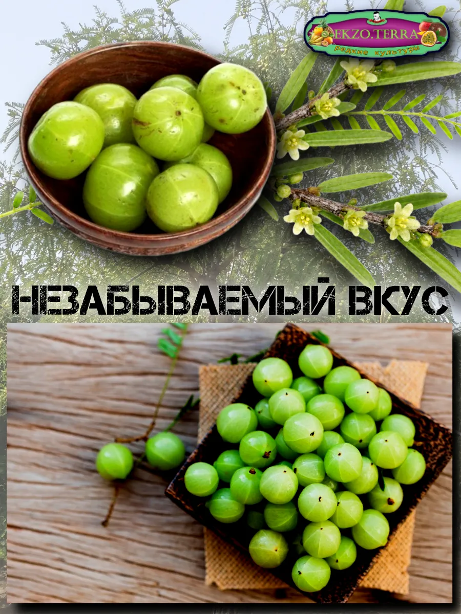  Семена Эмблика, Индийский Крыжовник 1 шт.