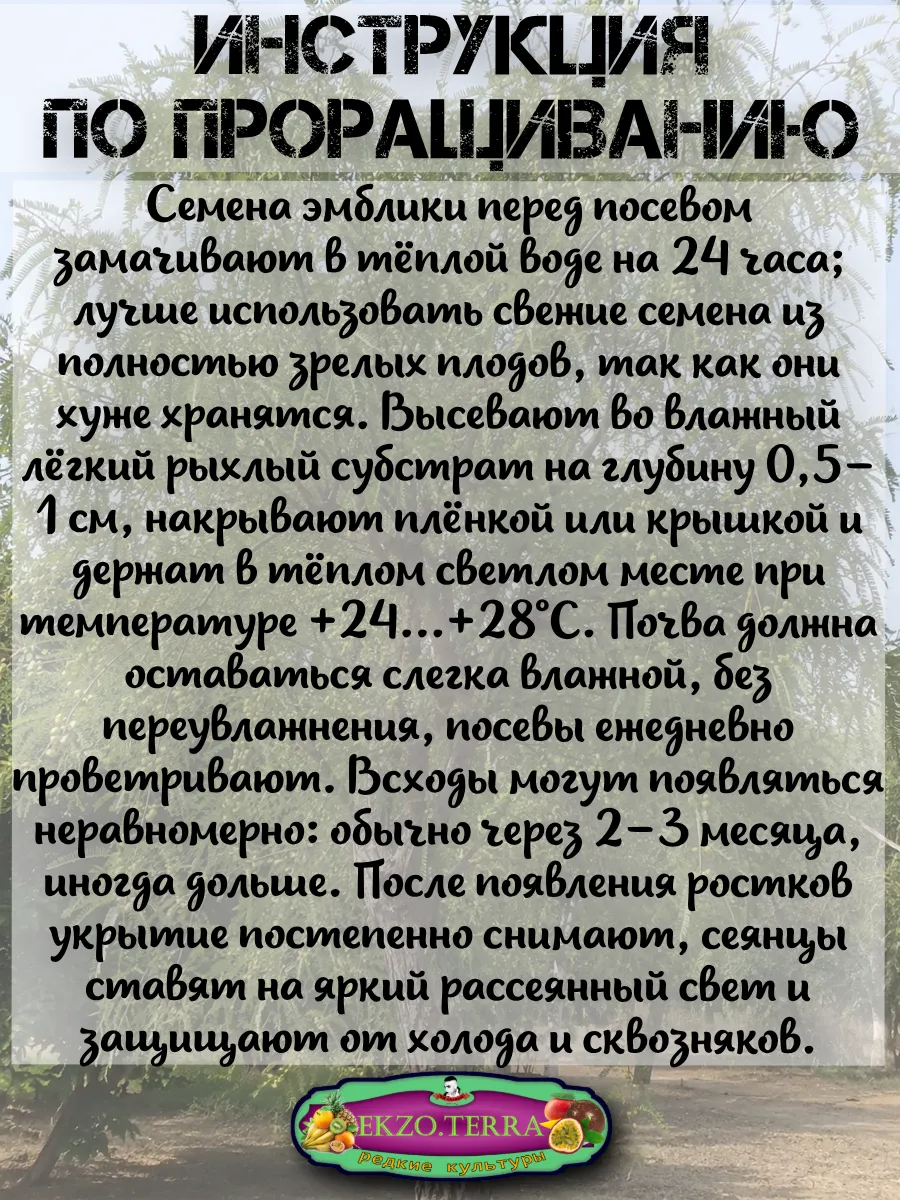  Семена Эмблика, Индийский Крыжовник 1 шт.