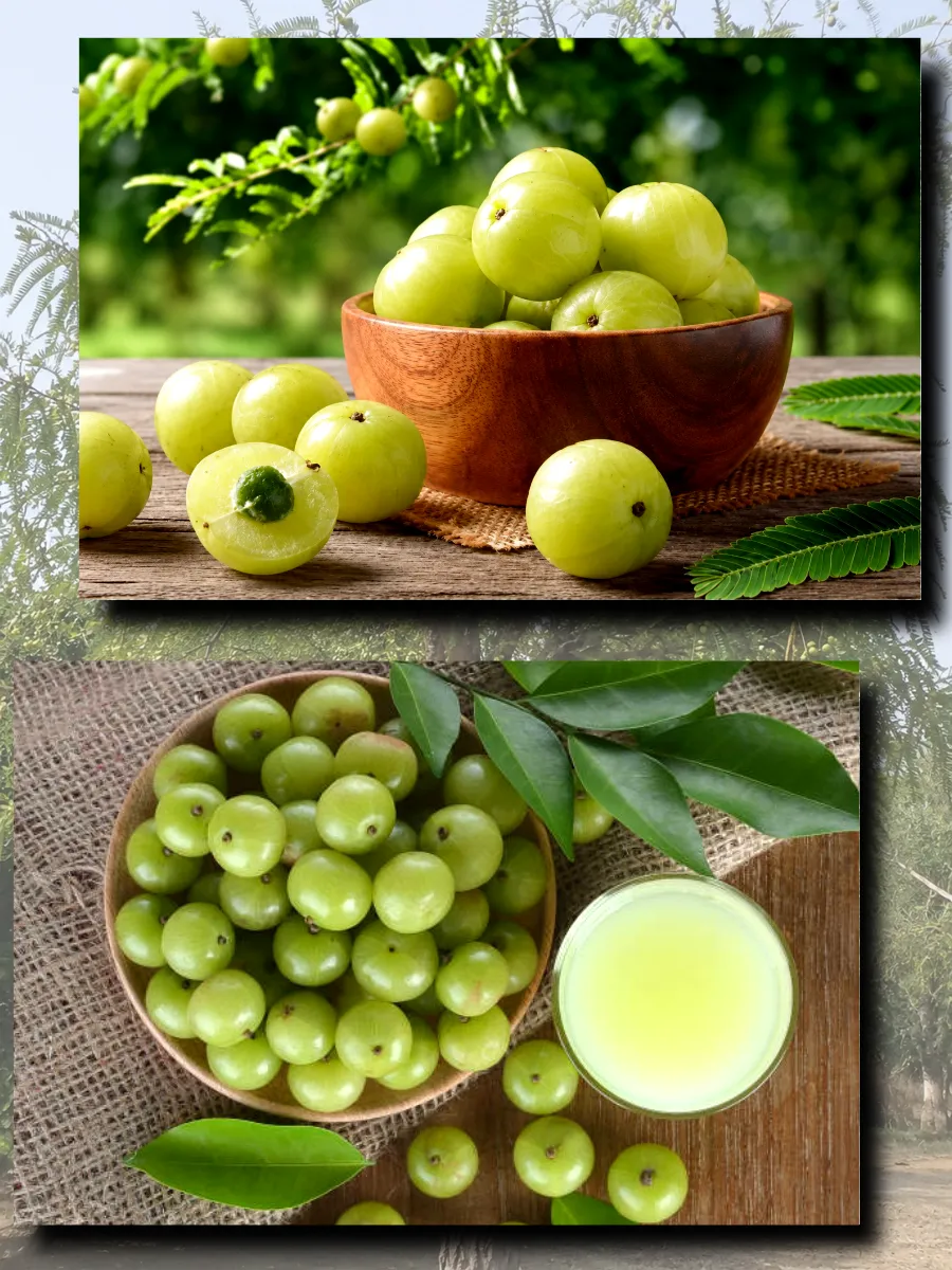  Семена Эмблика, Индийский Крыжовник 1 шт.