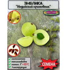  Семена Эмблика, Индийский Крыжовник 1 шт.