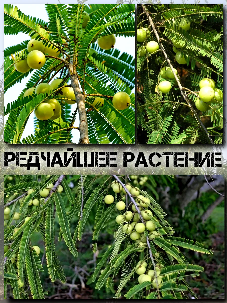  Семена Эмблика, Индийский Крыжовник 1 шт.