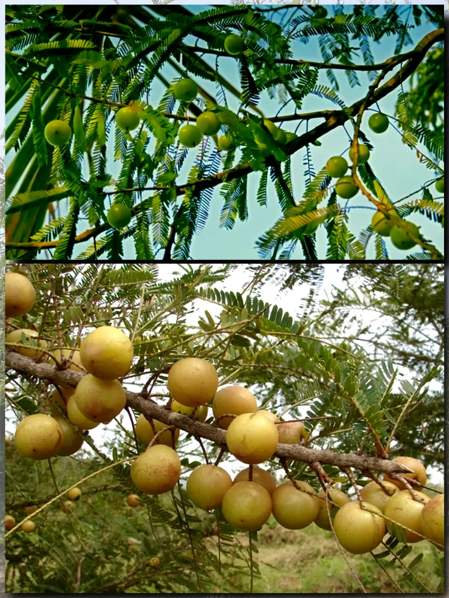  Семена Эмблика, Индийский Крыжовник 1 шт.