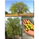  Семена Эмблика, Индийский Крыжовник 1 шт.