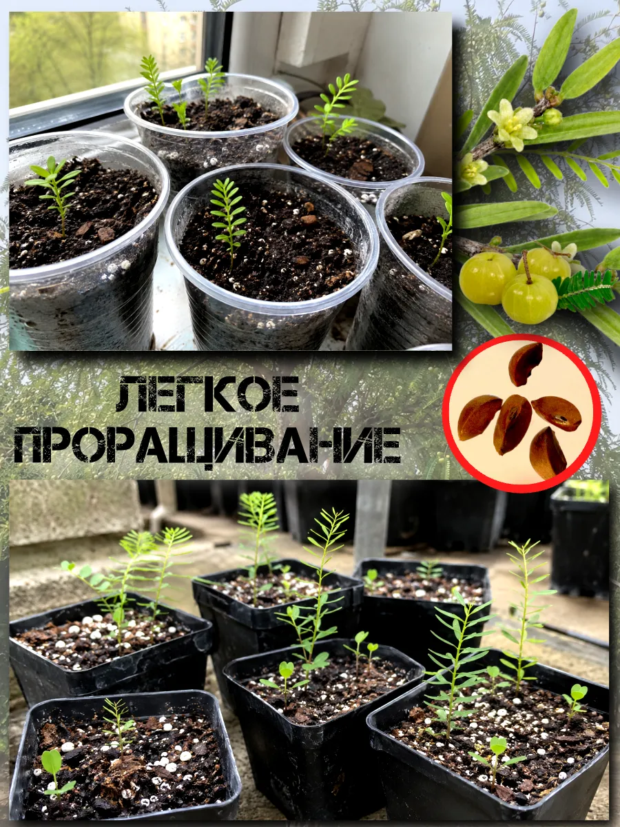  Семена Эмблика, Индийский Крыжовник 1 шт.