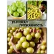  Семена Эмблика, Индийский Крыжовник 1 шт.