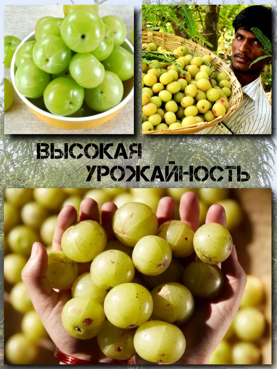  Семена Эмблика, Индийский Крыжовник 1 шт.