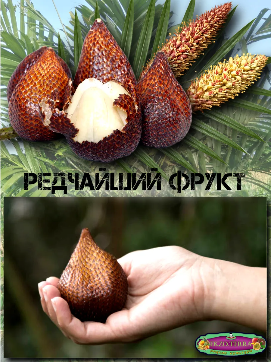  Семена Салак, Змеиный фрукт 1 шт.