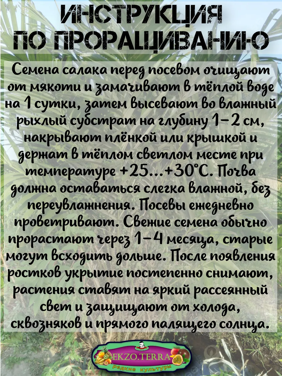  Семена Салак, Змеиный фрукт 1 шт.