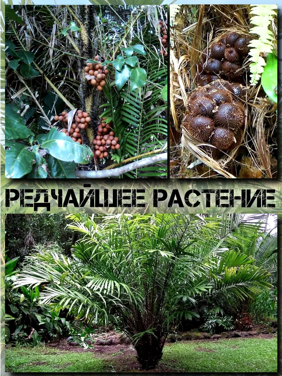  Семена Салак, Змеиный фрукт 1 шт.