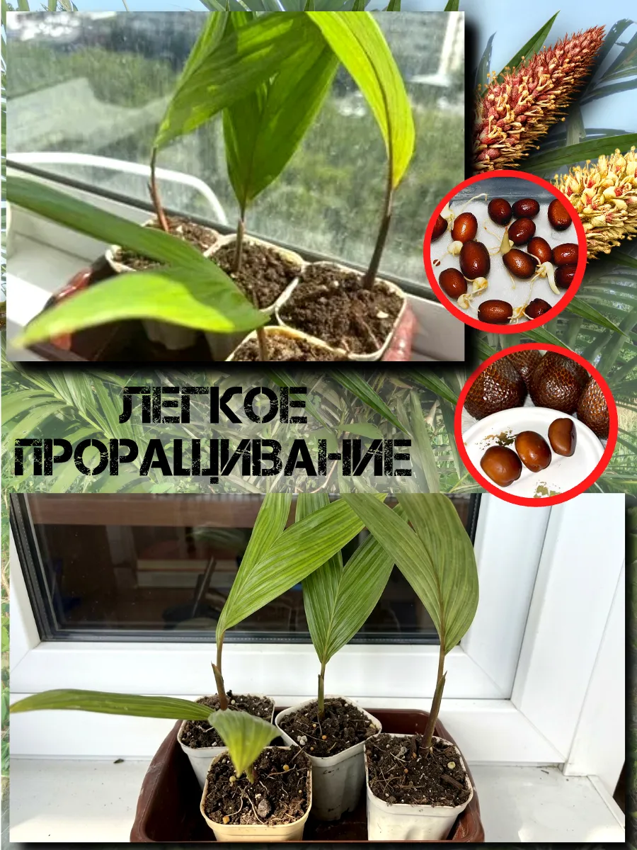  Семена Салак, Змеиный фрукт 1 шт.