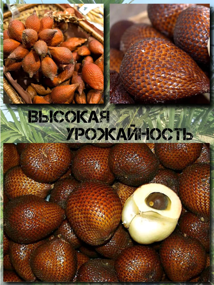  Семена Салак, Змеиный фрукт 1 шт.